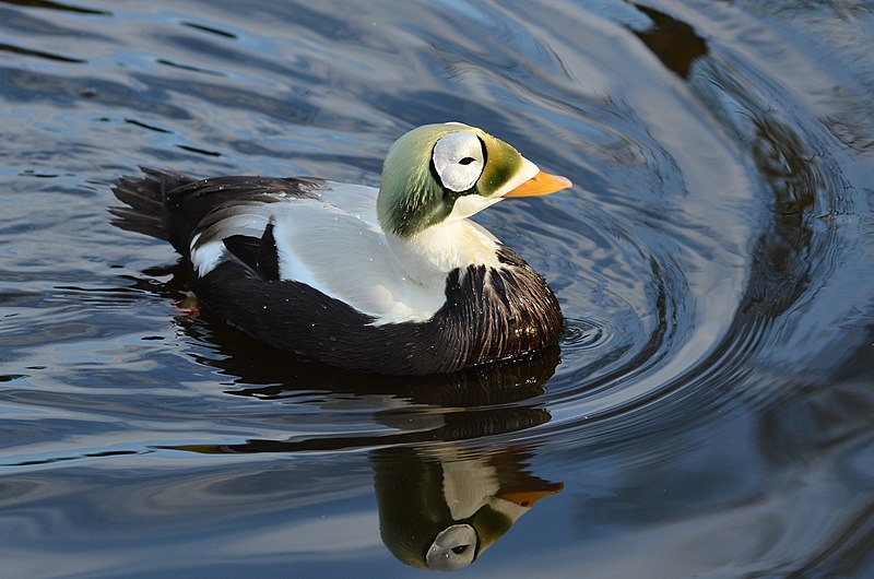 File:Somateria fischeri (Spectacled Eider - Plueschkopfente) - Weltvogelpark Walsrode 2012-23.jpg