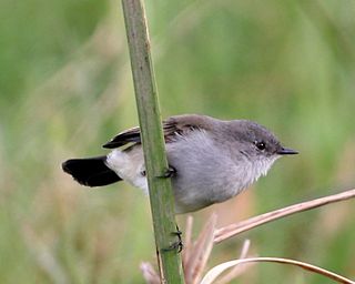 <span class="mw-page-title-main">Sooty tyrannulet</span> Species of bird