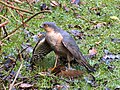 The Sparrowhawk is a widespread predator