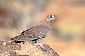 Speckled (Rock) Pigeon-5167 (1) - Flickr - Ragnhild & Neil Crawford.jpg