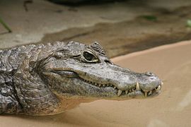 Kajman (Caiman crocodilus)
