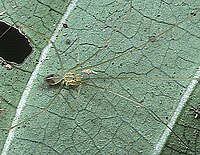 Pholcidae - Wikipedia