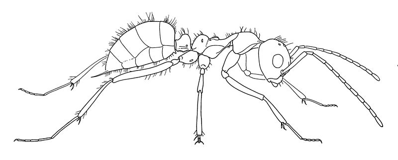 File:Sphecomyrma freyi worker no 1 drawing (Wilson, Carpenter and Brown 1967).jpg