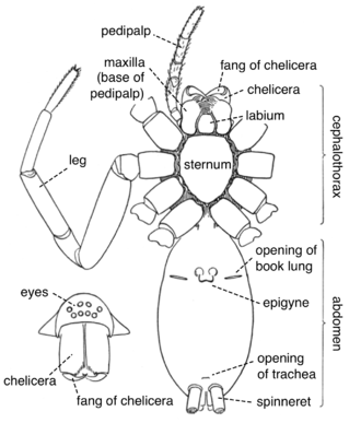 spider mouth anatomy