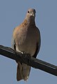 Spilopelia senegalensis - Laughing Dove, Mersin 2018-09-23 05.jpg
