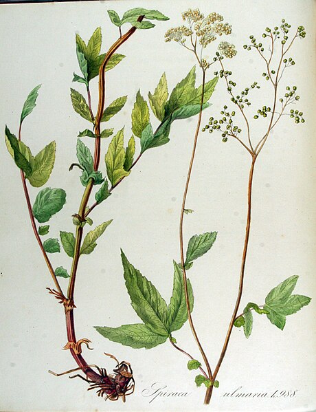 File:Spiraea ulmaria — Flora Batava — Volume v13.jpg