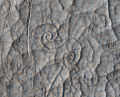 Spiral patterns on Cerberus Palus by HiRISE.jpg