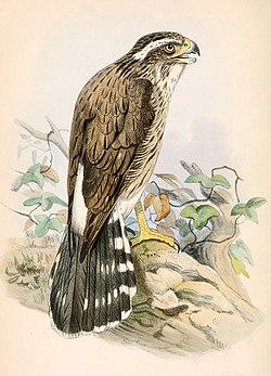 Spiziapteryx sirkumcincta 1862.jpg