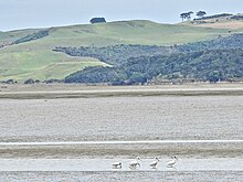 Spoonbills can often be seen feeding in the channels between the mud flats