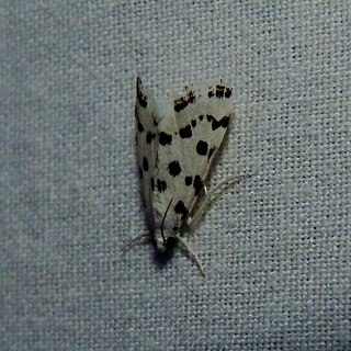 <i>Eustixia</i> Genus of moths