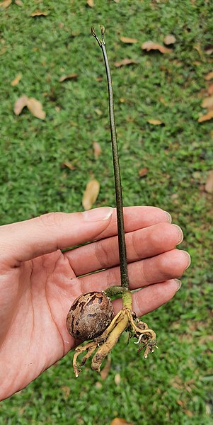 File:Sprouting rubber tree seed.jpg