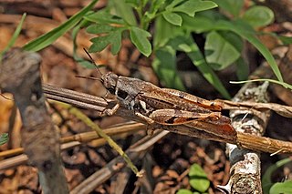 <span class="mw-page-title-main">Catantopinae</span> Subfamily of grasshoppers