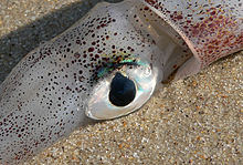 Squid eye.jpg