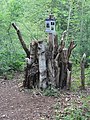 Stag beetle Stumpery in Welensey Woods, Aldershot