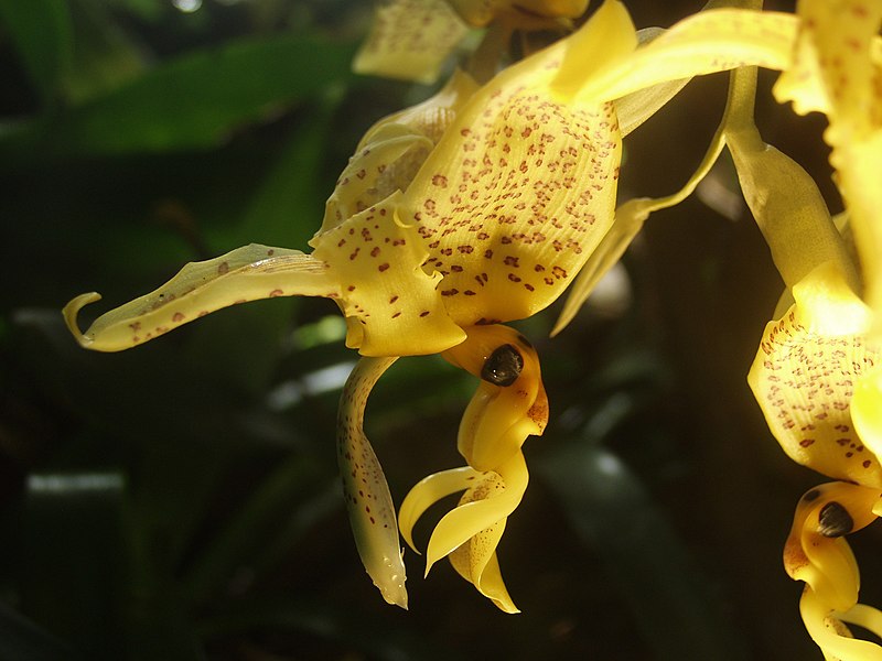 Stanhopea species