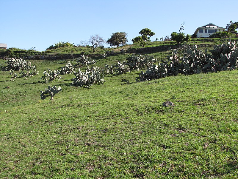 File:Starr-100331-4023-Opuntia ficus indica-habit in pasture-Kula-Maui (24895411892).jpg