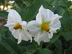 Starr-110731-8131-Solanum tuberosum-flowers-Hawea Pl Olinda-Maui (24734611189).jpg
