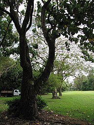 Jamaican State Tree