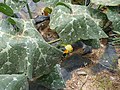 Starr-170614-0954-Cucurbita maxima-flowers leaves-Community Garden Sand Island-Midway Atoll (36311291576).jpg