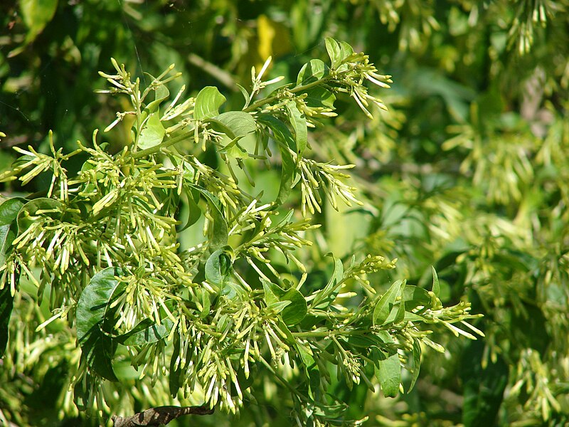 File:Starr 070402-6339 Cestrum nocturnum.jpg