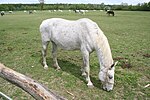 Hình thu nhỏ cho Ngựa Lipizzan