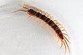 ... Lithobius forficatus ?