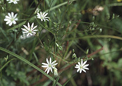 Stellaria graminea eF.jpeg