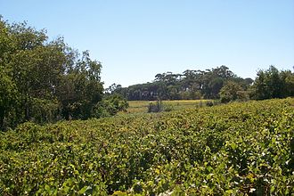 Cape Winelands - vineyards around Stellenbosch StellenboschVineyards.jpg