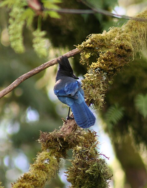 File:Steller's Jay (5659826726).jpg