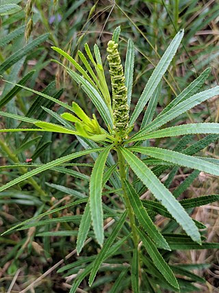 <i>Stillingia texana</i> Species of flowering plant
