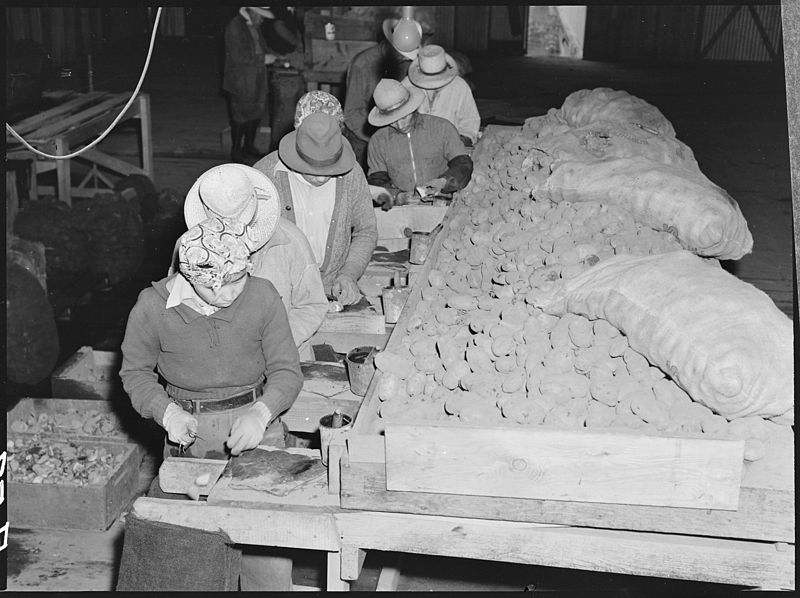 File:Stockton, California. Cutting potato seed on an industrialized farm where, before evacuation, all w . . . - NARA - 536034.jpg