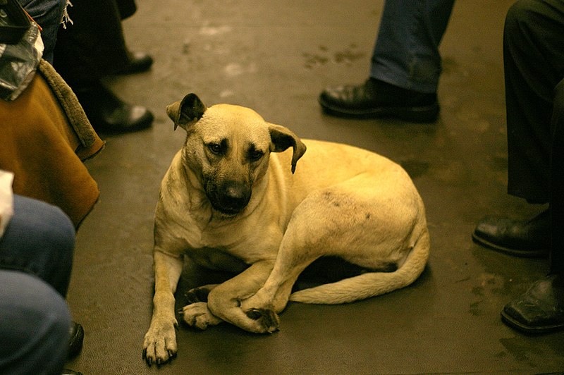 File:Street Dog Riding the Subway.jpg