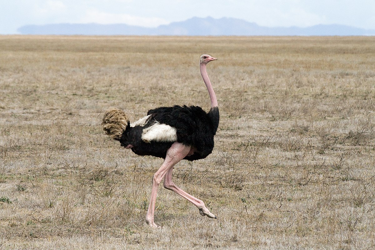 ostrich – Wiktionary.