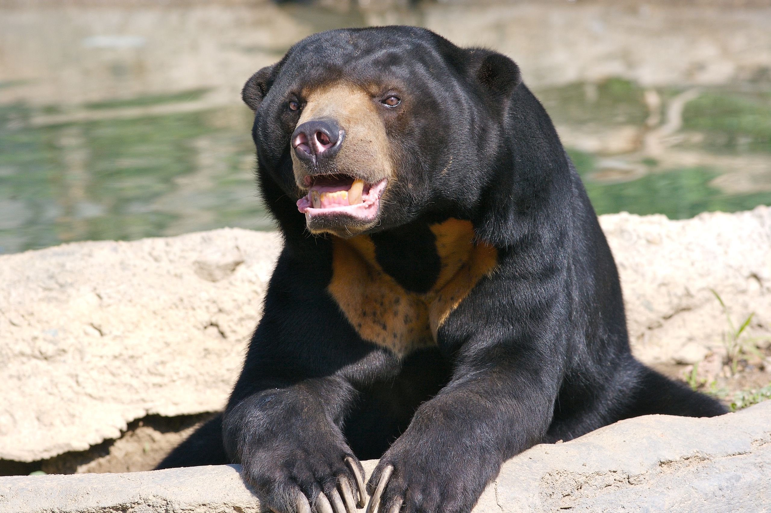 Sun bear