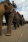 Elephant procession