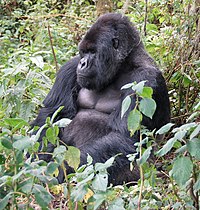 Gorila-das-montanhas macho