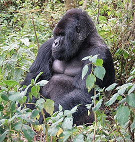 Male mountain gorilla, a species with very large males Susa group, mountain gorilla.jpg