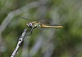 Sympetrum fonscolombii