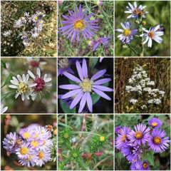 Some Symphyotrichum species left–right, top–bottom: S. carnerosanum (light purple rays with yellow centers), S. chilense (long bright purple rays with yellow centers), S. adnatum (short light purple rays with brownish-yellow centers), S. lateriflorum (very short white rays with yellow and bright pink centers), S. concolor (bright purple rays with pale yellow centers), S. ericoides (short white rays with yellow centers), S. defoliatum (medium-length bright light purple rays with bright yellow centers), S. ciliatum (no rays with bright yellow centers and many green bracts surrounding the flower heads), and S. novae-angliae (very bright and strong purple rays with yellow centers).