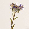 S. pygmaeum: Flower head close-up cropped from a Symphyotrichum pygmaeum specimen collected 16 July 2008 from Victoria Island, Kitikmeot Region, Nunavut, Canada, at 20-30 meters elevation. Stored at Université de Montréal Biodiversity Centre.