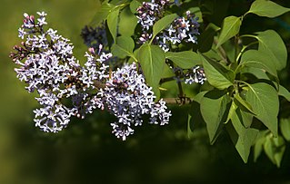 <i>Syringa komarowii</i> Species of flowering plant in the family Oleaceae