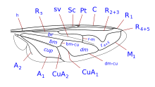 general syrphid wing diagram Syrphidae (Eristalis) wing veins.svg