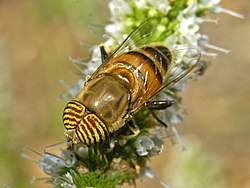 Syrphidae - Eristalinus taeniops-002.jpg