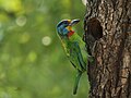 Taiwan Barbet 9206.jpg