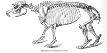 Skeleton TapirSkelLyd2.png