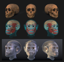 Facial forensic reconstruction by Arc-Team, Antrocon NPO, Cicero Moraes, University of Padua Taung child - Facial forensic reconstruction.png