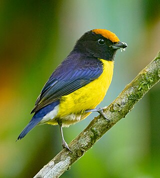 <span class="mw-page-title-main">Tawny-capped euphonia</span> Species of bird