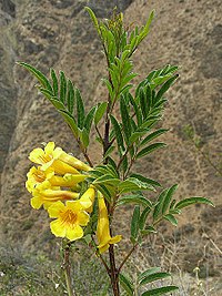 Tecoma sambucifolia - Flickr - Dick Culbert.jpg