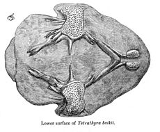 TétrathyraPlastronPZSL1864.jpg