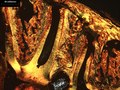 File:The-Adaptive-Nature-of-the-Bone-Periodontal-Ligament-Cementum-Complex-in-a-Ligature-Induced-876316.f8.ogv
